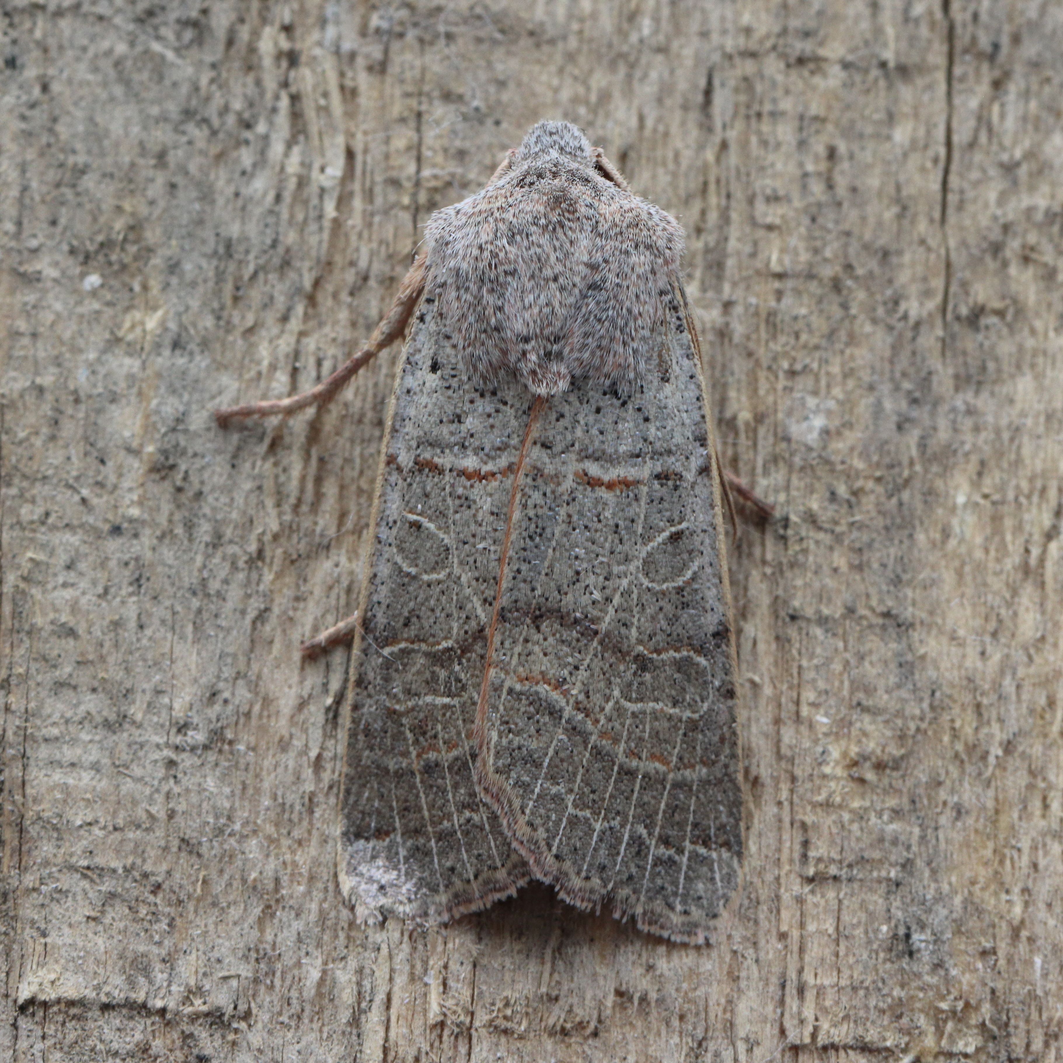 Photo of Agrochola humilis